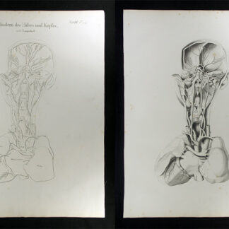 Oesterreicher, Johann Heinrich (1805-1843): - Pulsadern des Halses und Kopfes.