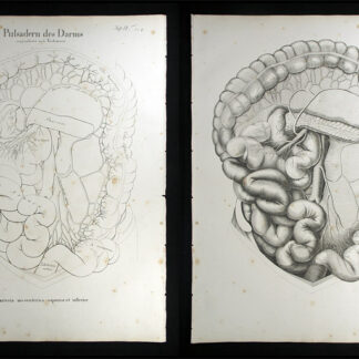 Oesterreicher, Johann Heinrich (1805-1843): - Pulsadern des Darms - Arteria mesenterica superior et inferior.