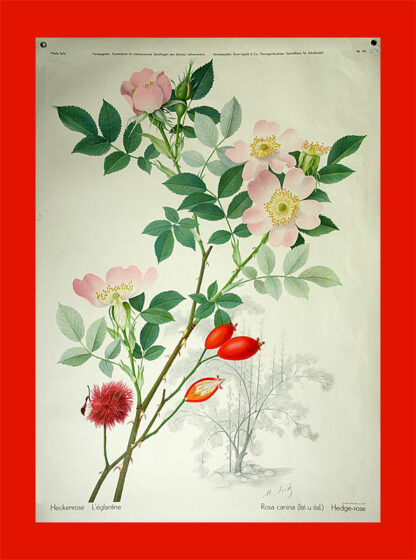 Seitz, Marta. (1915-2001): - Heckenrose - L'églantine - Rosa canina - Hedge-rose.